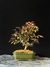 Loropetalum rubrum na internet