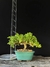 Procumbes - comprar online