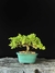 Procumbes
