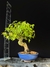 Acer Palmatum - comprar online