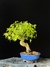 Acer Palmatum