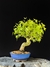 Acer Palmatum na internet