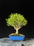 Serissa