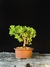 Procumbes