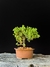 Procumbes na internet