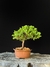 Procumbes