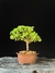 Procumbes na internet
