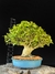 Ligustre - comprar online
