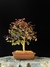 Loropetalum rubrum