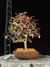 Loropetalum rubrum - comprar online
