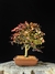 Loropetalum rubrum na internet