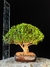 Cereja - comprar online