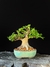Ulmus - comprar online