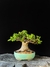 Ulmus - Dr Bonsai