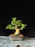 Ligustre - comprar online