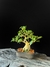 Ligustre - Dr Bonsai