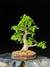 Guajuvira - Dr Bonsai