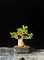 Ligustre - comprar online