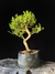 Serissa