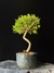 Serissa