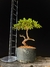 Procumbes - comprar online