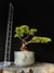 Procumbes - comprar online