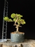 Procumbes - comprar online