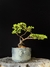 Procumbes