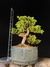 Procumbes - comprar online