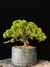 Procumbes