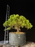 Procumbes - comprar online