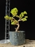 Procumbes - comprar online