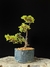 Procumbes