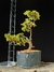 Procumbes - comprar online