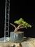 Procumbes - comprar online