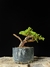 Procumbes