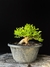 Cambui - Dr Bonsai