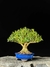 Buxus harlandii