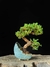 Procumbes