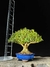 Buxus harlandii - comprar online