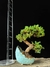 Procumbes - comprar online