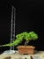 Procumbes - comprar online