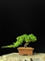 Procumbes