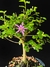 Imagem do Grewia (flor de lotus)