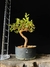 Cotoneaster - comprar online