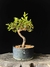 Cotoneaster