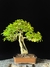 Guajuvira - Dr Bonsai