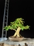 Ligustre - comprar online