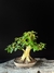 Ligustre - Dr Bonsai