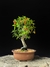 Piracanta - Dr Bonsai